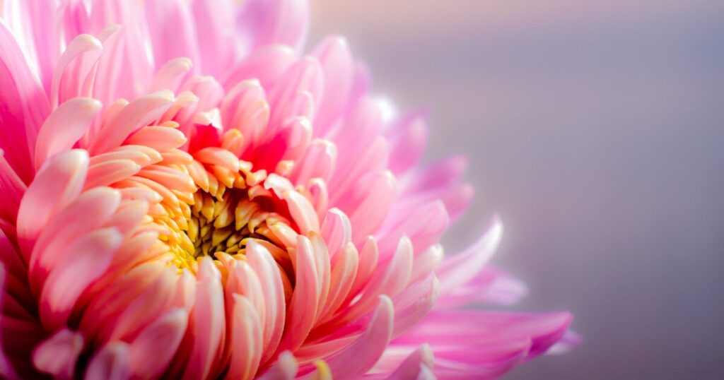 家族葬当日の流れを徹底解説｜通夜から火葬・精進落としまでの進行とマナー