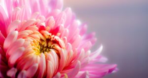 家族葬当日の流れを徹底解説｜通夜から火葬・精進落としまでの進行とマナー