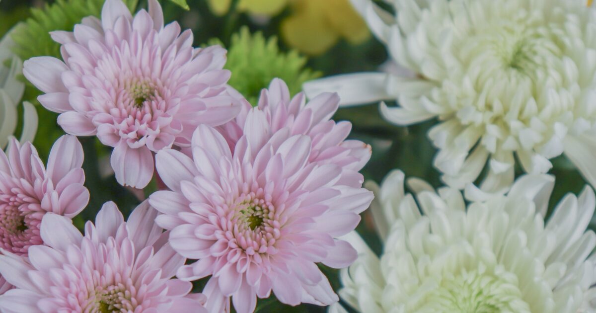 一日葬の費用はいくら？内訳と節約できるポイントを徹底解説【岸和田で検討中の方へ】